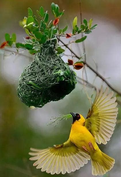 鳥來家裡築巢風水
